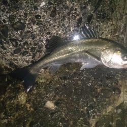 石津にてシーバス釣行